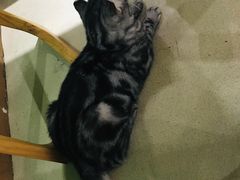 -藏猫猫咖啡主题馆(中央大道店)