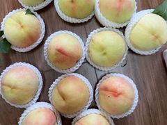 -南汇新场正宗水蜜桃采摘