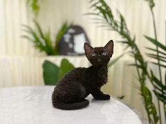 -山宅一喵德文卷毛猫舍