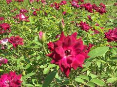 -人民公园(罗湖区)