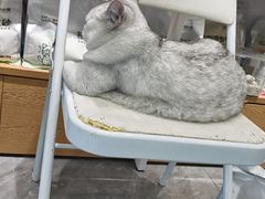 -爱洗澡的猫(望京店)