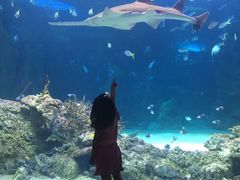 -悉尼海洋生物水族馆