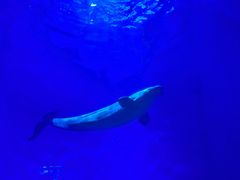 -多彩贵州城极地海洋世界