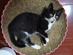 -关爱宠物医院·猫科中心·消化科(滨湖万达分院)