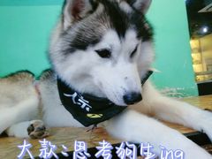 -Husky Go! 哈士奇体验馆·宠物咖啡厅狗咖