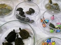 -苏州艺都古玩花鸟市场