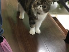 -李小姐の猫咖啡馆(五角场店)