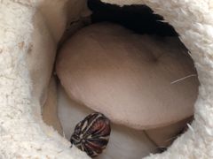 -佩兹宠物医院肿瘤专科·眼科·牙科(黄浦店)