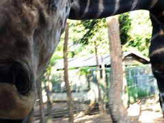 -清迈夜间动物园