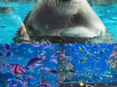 -海合安成都极地海洋公园