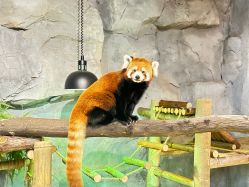 -Zoolung Zoolung动物主题公园(海信广场店)