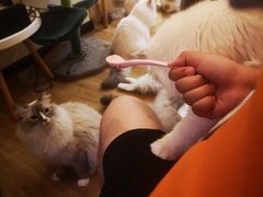 -滚猫咖啡·猫咖·猫友好撸猫(未来城店)