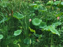 -苏家坨柳林村二月兰花海