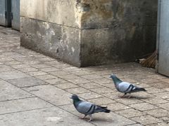 -斯蒂芬主教座堂(Stephansdom)