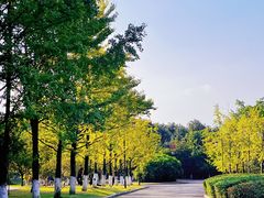 -铁山坪森林公园