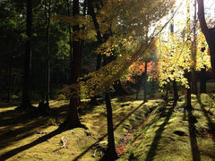 iphone_upload_pic-西芳寺(苔寺)
