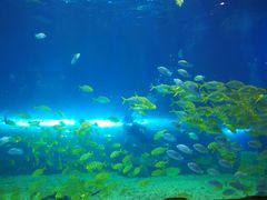 -华夏文旅海洋公园