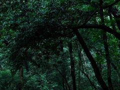 -虎跑公园