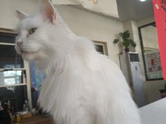 -猫小院猫主题餐厅(南锣旗舰店)