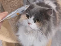 -楼上猫咖(罗湖店)