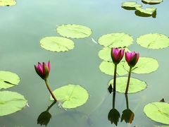 -国家植物园南园