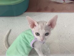 -糯米喵星人总部直营旗舰店·猫舍·幼猫出售