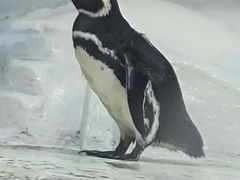 -上海海洋水族馆