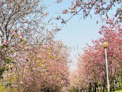 -广东花都湖国家湿地公园