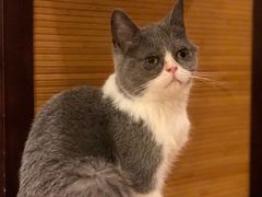 -more than meow吴止猫主题餐厅(承德 中船汇店)