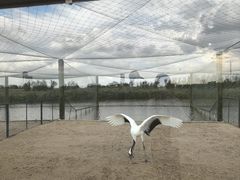-盐城丹顶鹤湿地生态旅游区