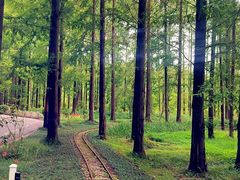 -黄海国家森林公园