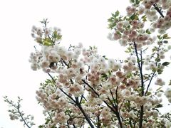 -天适樱花悠乐园