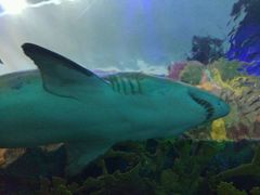 -瑞普利水族馆