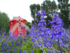 android_upload_pic-北京东方普罗旺斯薰衣草庄园