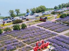 -西京湾花海