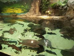 -上海海洋水族馆