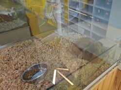 -神奇动物撸宠馆·羊驼·小浣熊·异宠(豫园店)