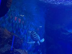 -多彩贵州城极地海洋世界