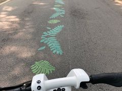 -黄海国家森林公园