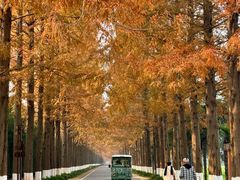 -黄海国家森林公园