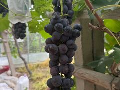 -马陆小张葡萄园农家乐