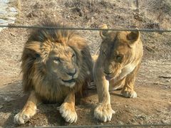 -石家庄市动物园