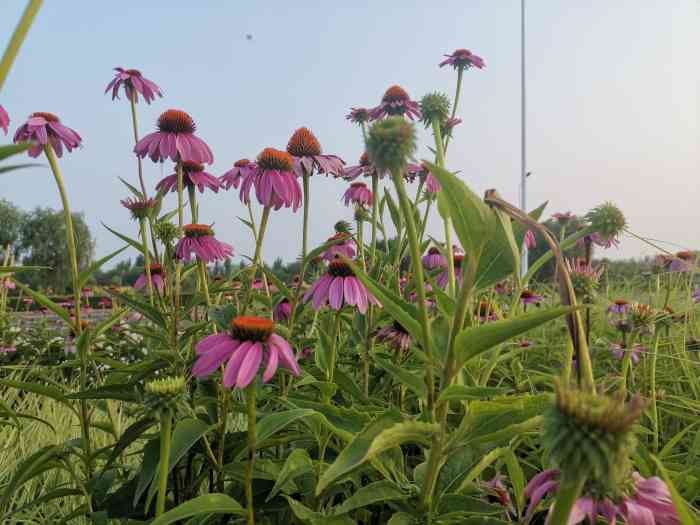 七里海郊野公园-"92阴雨天和荷花池更配哦!92."-大众点评移动版