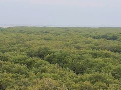 -北海金海湾红树林生态旅游区