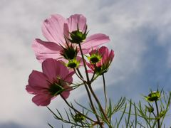 -塞罕坝国家级自然保护区