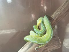 -上海大自然野生昆虫馆(东方明珠·爬宠昆虫探索中心)