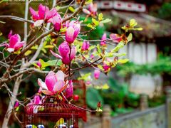 -深圳国际园林花卉博览园