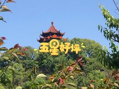 -林屋梅海青梅保护基地