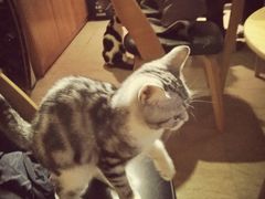 -猫咖时代(中山亭店)