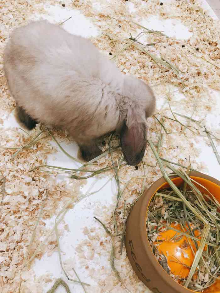 兔窝镇bunnyburrow(万象城店)